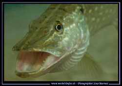 The big mouth of an Adult Pike Fish ... :O)... Good-night. by Michel Lonfat 